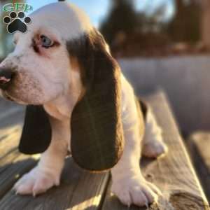Snoopy, Basset Hound Puppy