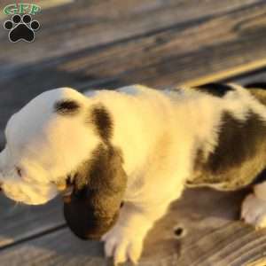 Snoopy, Basset Hound Puppy