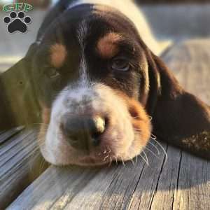 Lucy, Basset Hound Puppy