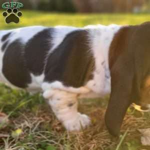 Lucy, Basset Hound Puppy