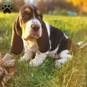 Lucy, Basset Hound Puppy