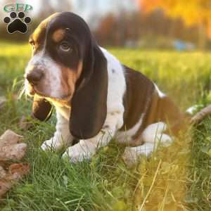 Lucy, Basset Hound Puppy