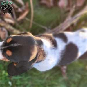 Lucy, Basset Hound Puppy