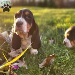 Lucy, Basset Hound Puppy