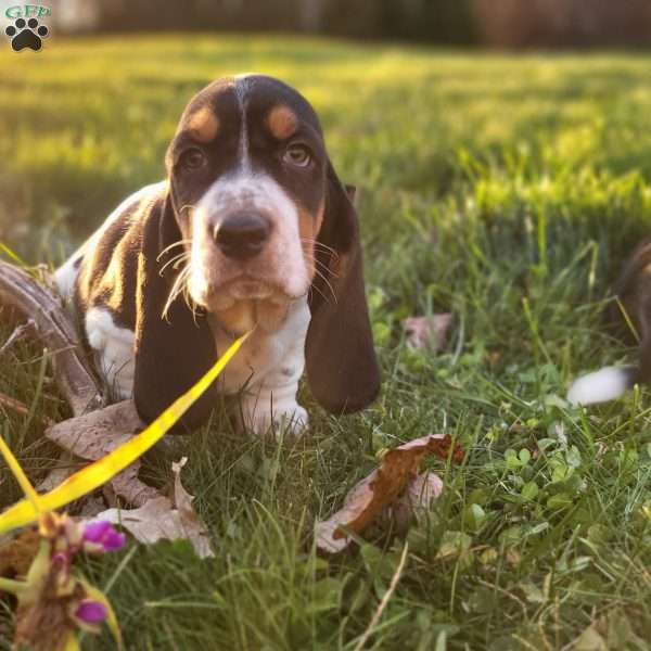Lucy, Basset Hound Puppy