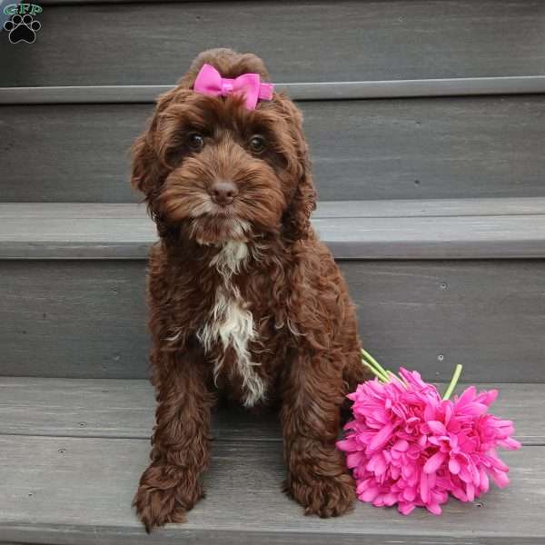 Sylvie, Cockapoo Puppy