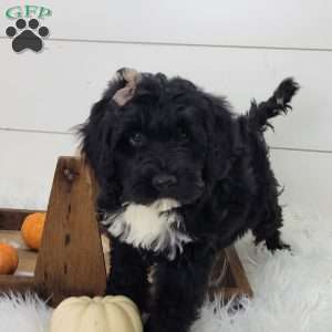 Raven, Portuguese Water Dog Puppy