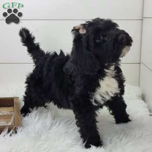 Raven, Portuguese Water Dog Puppy