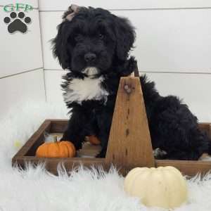 Raven, Portuguese Water Dog Puppy