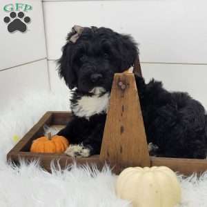 Raven, Portuguese Water Dog Puppy