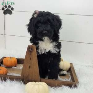 Raven, Portuguese Water Dog Puppy
