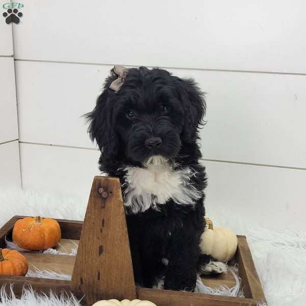 Raven, Portuguese Water Dog Puppy