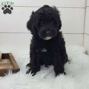 Shadow, Portuguese Water Dog Puppy