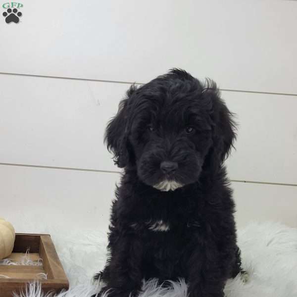 Shadow, Portuguese Water Dog Puppy