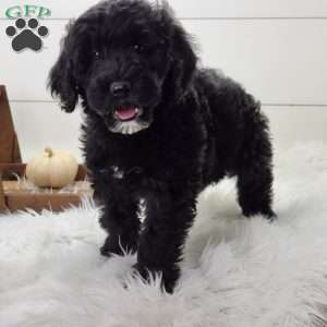 Shadow, Portuguese Water Dog Puppy