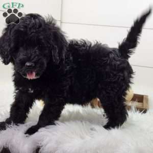Shadow, Portuguese Water Dog Puppy