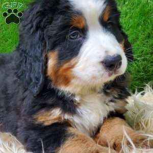 SAYAN, Bernese Mountain Dog Puppy
