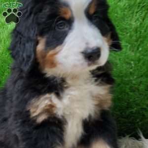 SAYAN, Bernese Mountain Dog Puppy