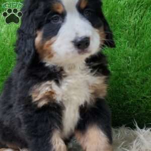 SAYAN, Bernese Mountain Dog Puppy