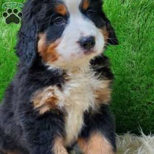 SAYAN, Bernese Mountain Dog Puppy