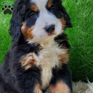 SAYAN, Bernese Mountain Dog Puppy