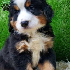 SAYAN, Bernese Mountain Dog Puppy