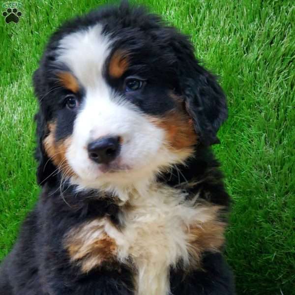 SAYAN, Bernese Mountain Dog Puppy