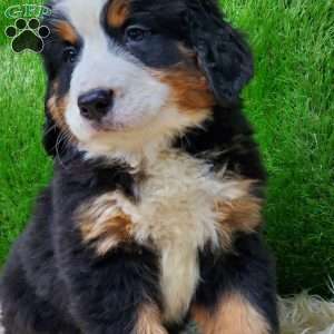 SAYAN, Bernese Mountain Dog Puppy