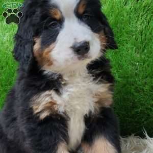 SAYAN, Bernese Mountain Dog Puppy