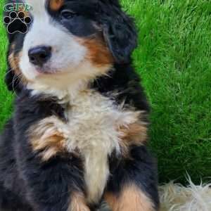 SAYAN, Bernese Mountain Dog Puppy