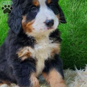 SAYAN, Bernese Mountain Dog Puppy