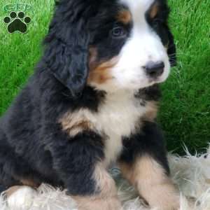 SAYAN, Bernese Mountain Dog Puppy