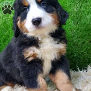 SAYAN, Bernese Mountain Dog Puppy