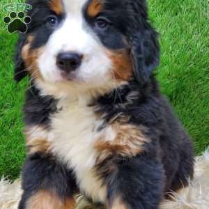 SAYAN, Bernese Mountain Dog Puppy