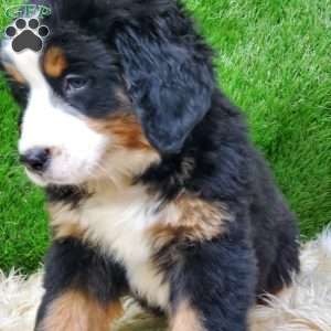 SAYAN, Bernese Mountain Dog Puppy