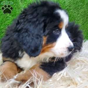 SAYAN, Bernese Mountain Dog Puppy