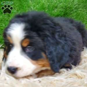 SAYAN, Bernese Mountain Dog Puppy