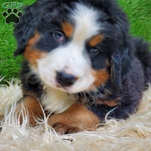 SAYAN, Bernese Mountain Dog Puppy