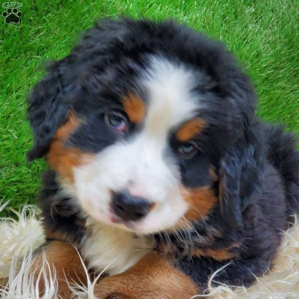 SAYAN, Bernese Mountain Dog Puppy