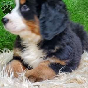 SAYAN, Bernese Mountain Dog Puppy