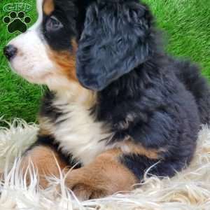 SAYAN, Bernese Mountain Dog Puppy