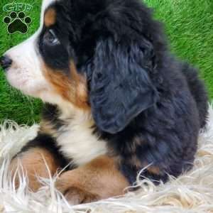 SAYAN, Bernese Mountain Dog Puppy