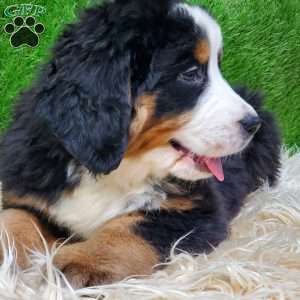 SAYAN, Bernese Mountain Dog Puppy