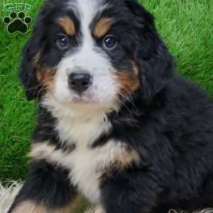 OTEGA, Bernese Mountain Dog Puppy