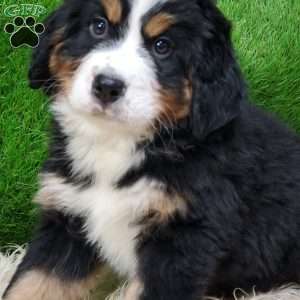 OTEGA, Bernese Mountain Dog Puppy