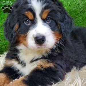 OTEGA, Bernese Mountain Dog Puppy
