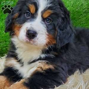 OTEGA, Bernese Mountain Dog Puppy