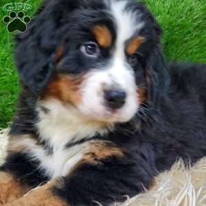 OTEGA, Bernese Mountain Dog Puppy