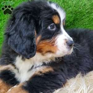 OTEGA, Bernese Mountain Dog Puppy