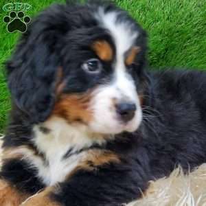 OTEGA, Bernese Mountain Dog Puppy